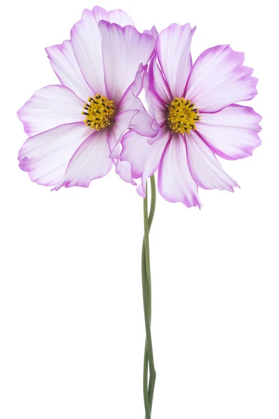 コスモスの花 — ストック写真