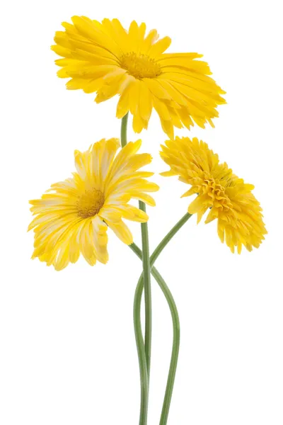 Calendula — Stockfoto