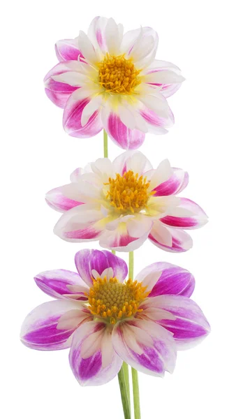 Dahlia. — Foto Stock