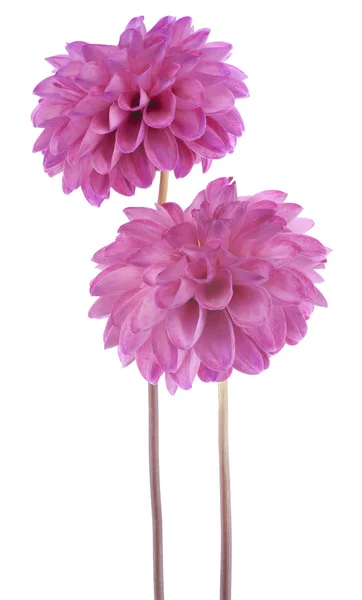 Dahlia — Stock Photo, Image