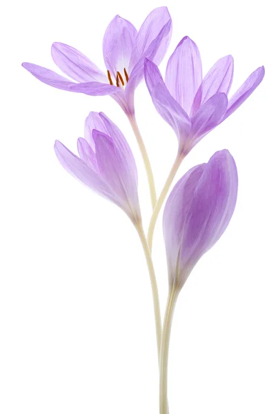 Colchicum — Fotografia de Stock