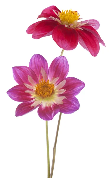 Dahlia. — Foto Stock