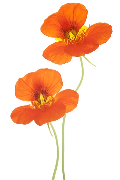 Nasturtium — Stok fotoğraf