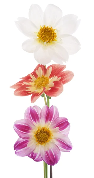 Dahlia. — Foto Stock