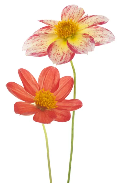 Dahlia — Stock Fotó