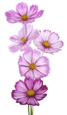 Cosmos çiçek