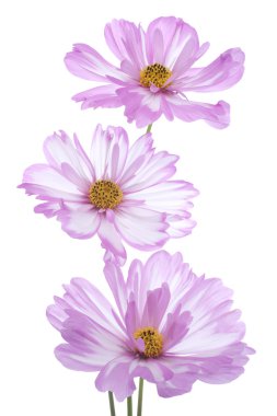 Cosmos çiçek