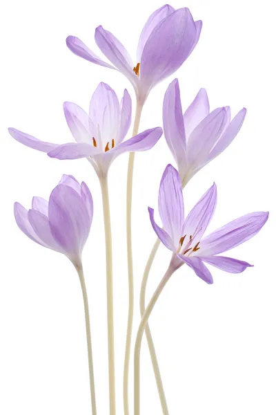 colchicum