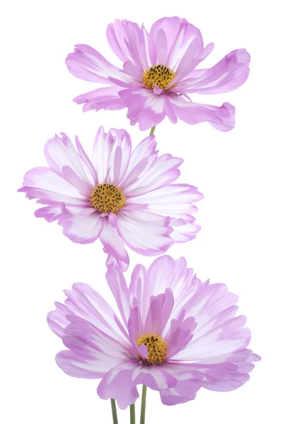 코스모스 꽃 — 스톡 사진
