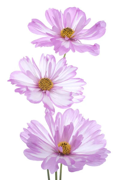 Cosmos flower — Stock Photo, Image