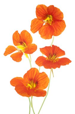 Nasturtium