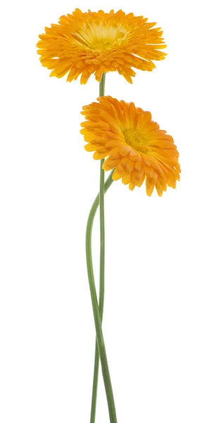 Calendula — Stockfoto