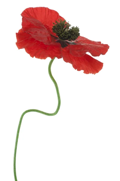 Poppy — Stock Photo, Image