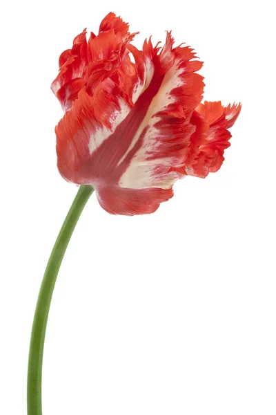 Tulip — Stock Photo, Image