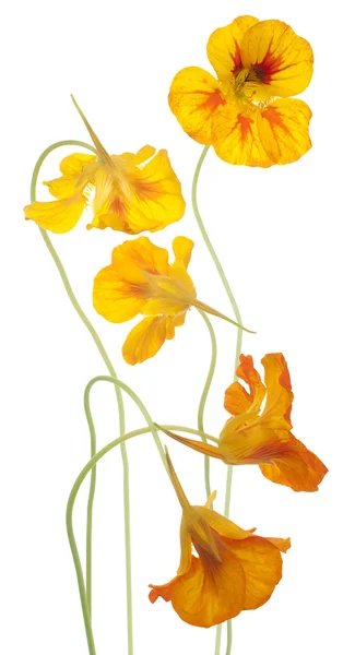 Nasturtium — Stock Photo, Image