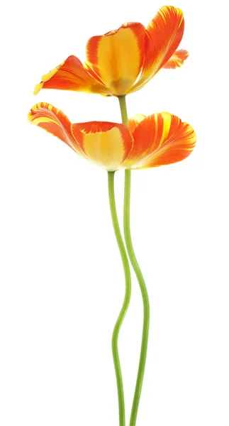 Tulipano — Foto Stock