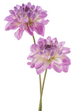 dalya