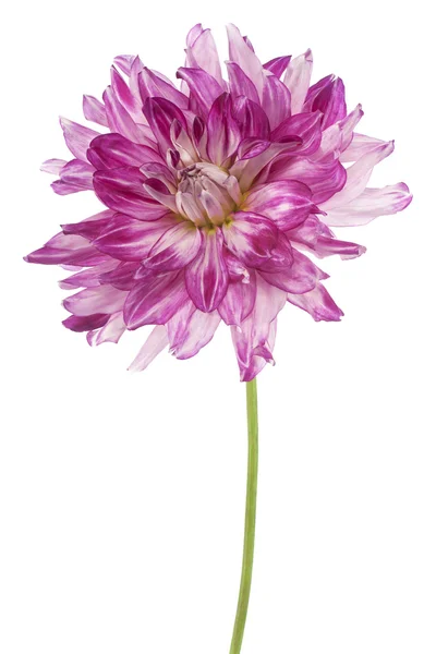 Dahlia. —  Fotos de Stock