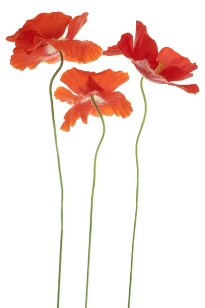 Papaver — Stockfoto