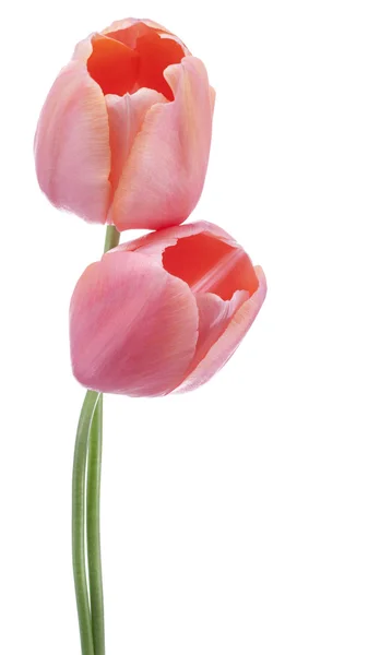 Tulpe — Stockfoto