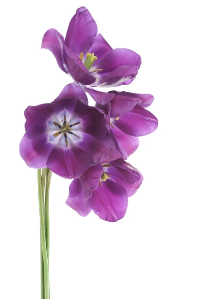 Tulipano — Foto Stock