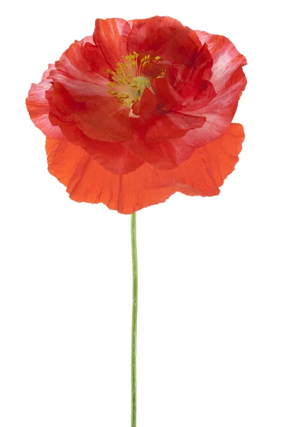 Poppy — Stock Photo, Image