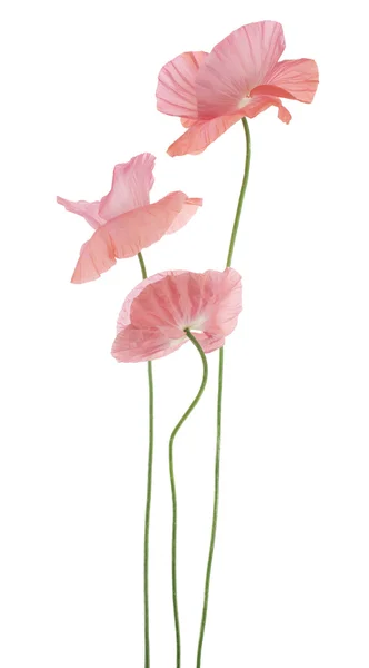 Mohn — Stockfoto