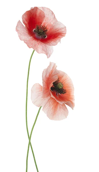 Poppy — Stock Photo, Image