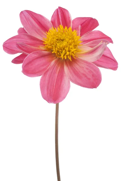 Dahlia. — Foto Stock