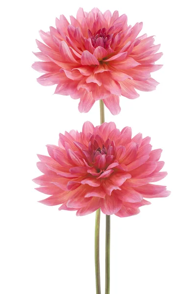 Dahlia — Stock Photo, Image