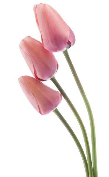 Tulipan — Zdjęcie stockowe