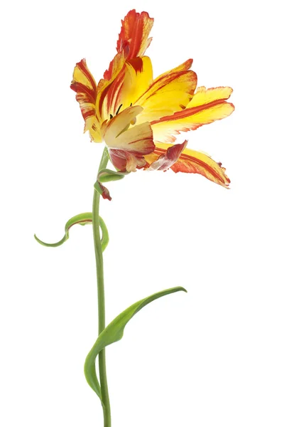 Tulpe — Stockfoto