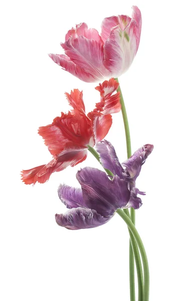 Tulp — Stockfoto