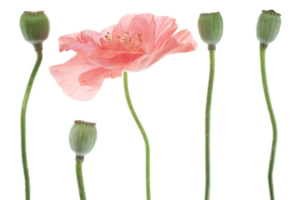 Poppy — Stock Photo, Image