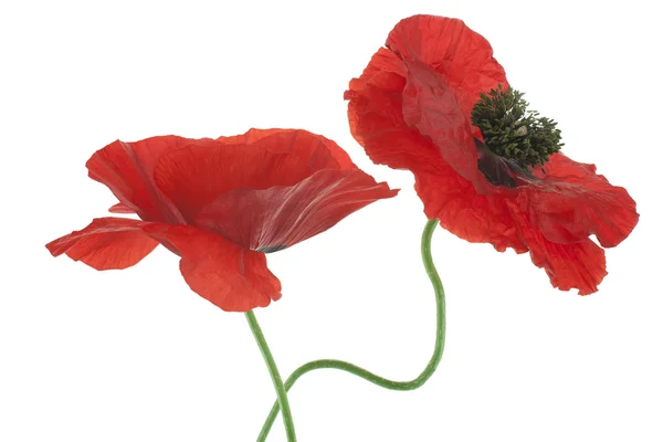 Papaver — Stockfoto