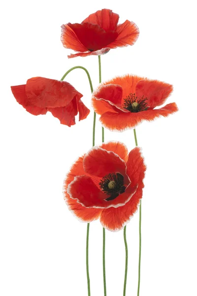 Poppy — Stock Photo, Image