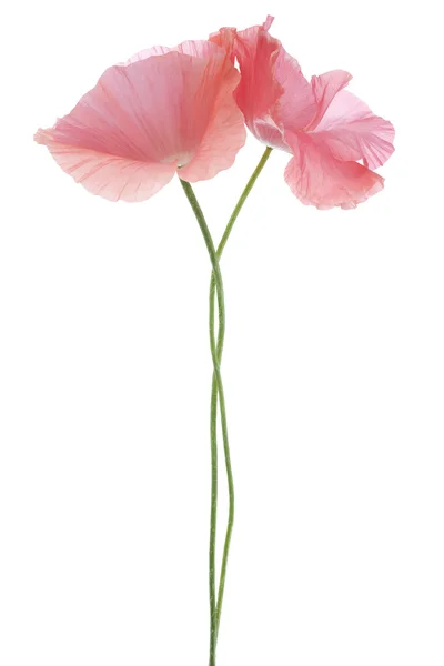 Poppy — Stock Photo, Image