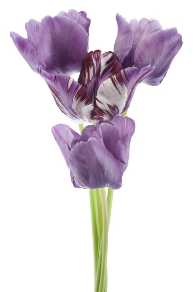 Tulip — Stock Photo, Image