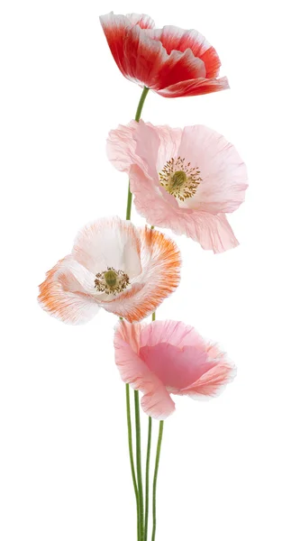 Poppy — Stock Photo, Image