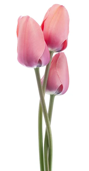 Tulip — Stock Photo, Image