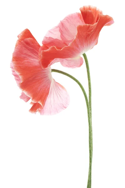 Mohn — Stockfoto