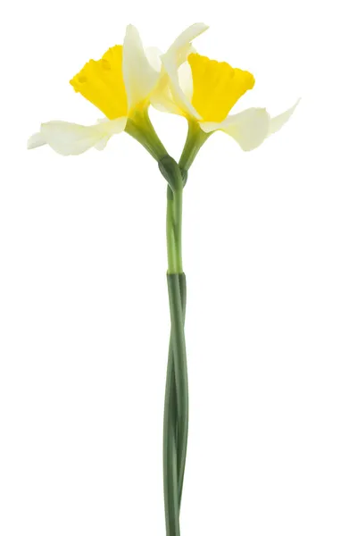 Daffodil — Zdjęcie stockowe