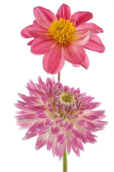 Dahlia. —  Fotos de Stock