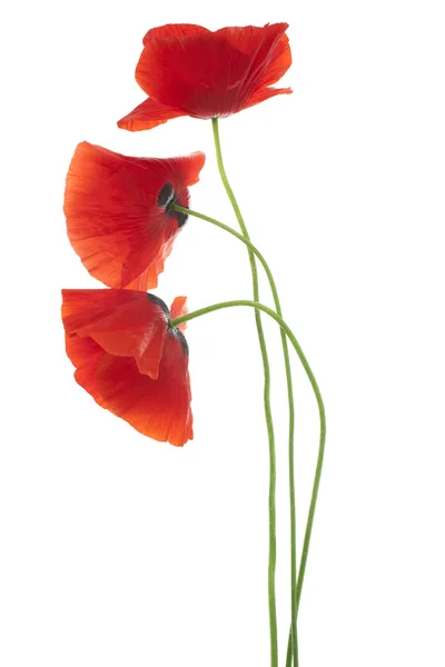 Poppy — Stock Photo, Image