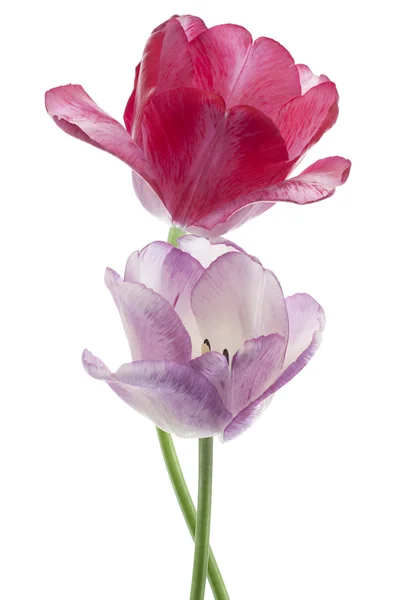 Tulpe — Stockfoto