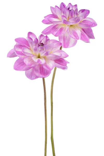 Dahlia — Stockfoto