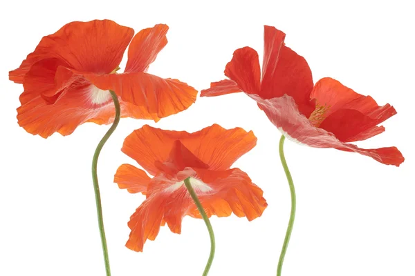 Mohn — Stockfoto