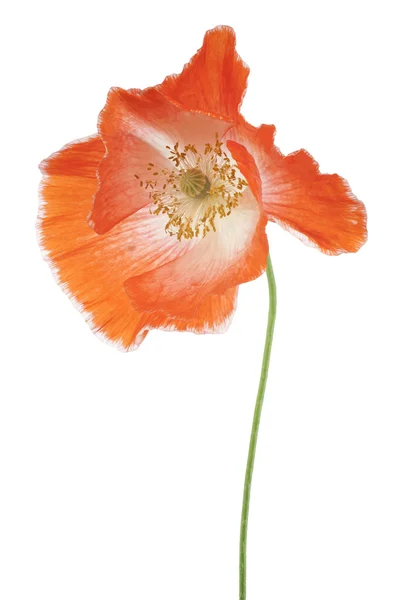 Poppy — Stock Photo, Image