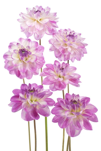 Dahlia — Stock Photo, Image