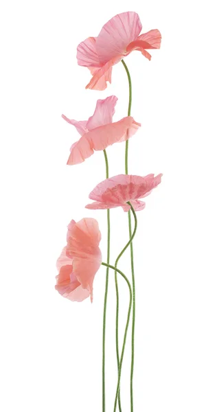 Poppy — Stock Photo, Image